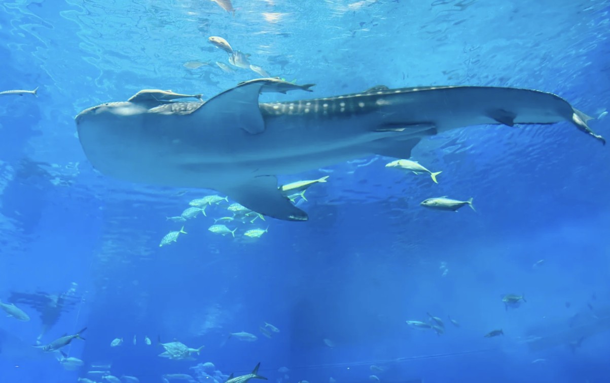 美麗海水族館